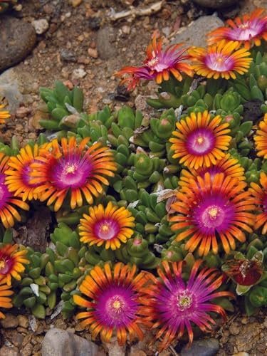 Perennial Farm Delosperma 'Fire Spinner' – Live Groundcover in 1 Quart, Vivid Orange Petals with Purplish-Pink Centers, Drought Tolerant, Heat Loving, Ideal for Rock Gardens & Edging - Image 3