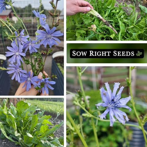 Sow Right Seeds - Chicory Seed for Planting Perennial Wildflower Garden 4pk - Image 4