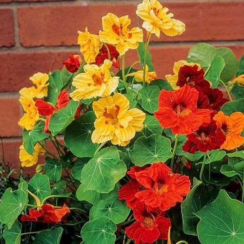 Seed Needs Nasturtium Seeds Jewel Mix Heirloom 1.5 Ounce Bulk Pack - Image 6