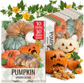 Seed Needs Spooky Blend Pumpkin Seeds to Plant Vegetables - 10 Packs by SeedNeeds