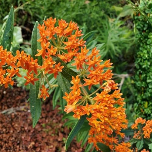 2 Orange Milkweed Live Plants, Flowering Plant, 4-7 Inch Tall - Image 5