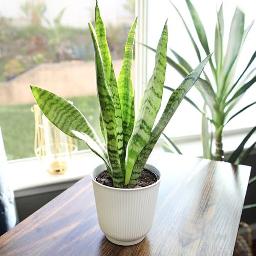 Live Snake Plant in Decorative White Pot, Sansevieria Zeylanica, Indoor House Plant, Mother in Law Tongue Sansevieria Plant Live, Long Succulent Plant, Fully Rooted Houseplant by Plants for Pets - Image 2