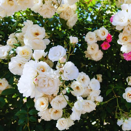 White Climbing Roses Live Plant, Climbing Rose Plant Live, 5 to 7'' Tall - Image 3