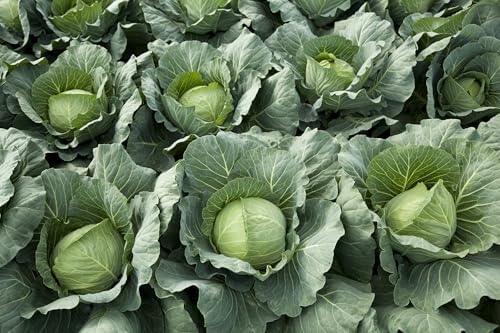 6000+ Green Cabbage Seeds for Planting - Heirloom Non-GMO - Image 7