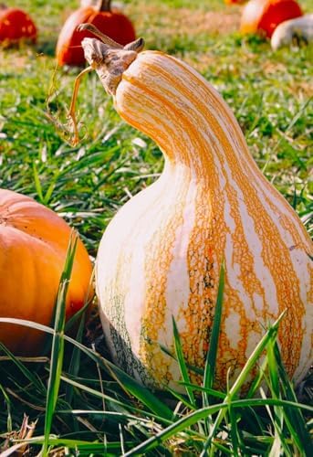 Orange Striped Cushaw Seeds - 60+ Count - for 2026 Planting Southern Kershaw Pumpkin Tennessee Sweet Potato Squash Gourd Silver Garden Vegetable Grow Your Own Home Farm Patio Healthy - Image 4
