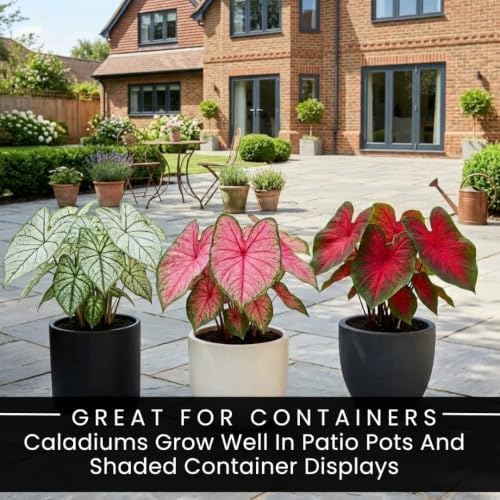 10 Fancy Mix Caladium Bulbs – Colorful Heart Shaped Foliage for Containers - Image 5