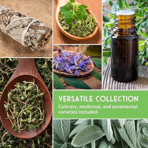 Drought Tolerant Herb and Flower Seeds for Planting - 8 Variety Pack - Image 6