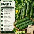 Self-Pollinating Cucumber Zozulya F1 Seeds – Hybrid for Planting by Unknown