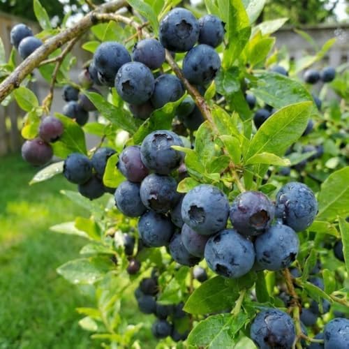 Huckleberry Live Plant, Edible Berry Plant, 3-5 Inch Tall, 4 Inch Pot - Image 2