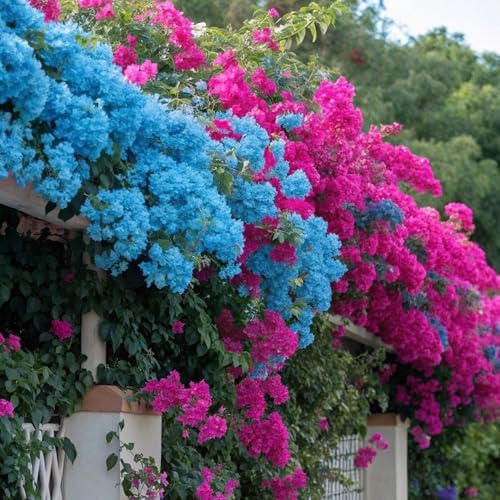 100+ Mix Color Bougainvillea Seeds for Planting Perennial Ornamental Low Maintenance Fast-Growing Drought Tolerant Garden Outdoor - Image 4