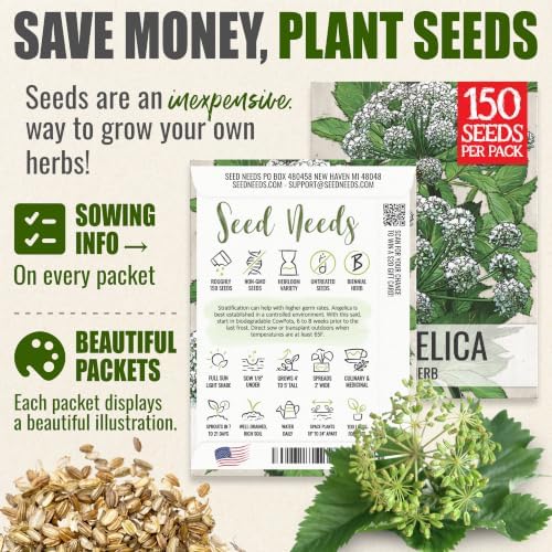 Seed Needs Angelica Seeds to Plant an Herb Garden - 2 Packs - Image 3