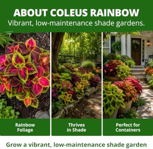 HOME GROWN Rainbow Mix Coleus Seeds, Plectranthus scutellarioides - Image 6
