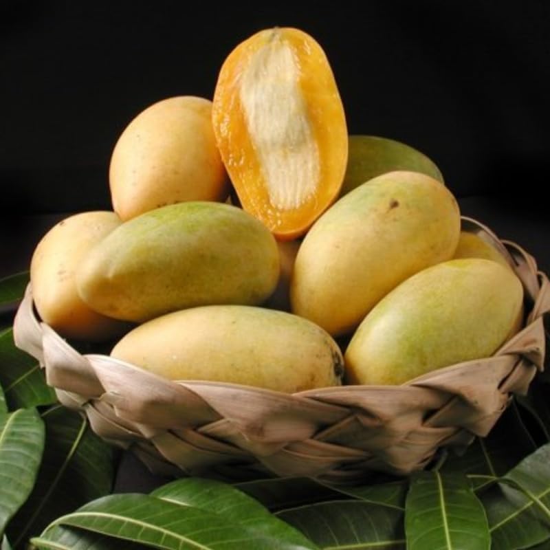 Lemon Mango Tree Live Plant, Tropical Fruit, 3 Gallon Pot - Image 3
