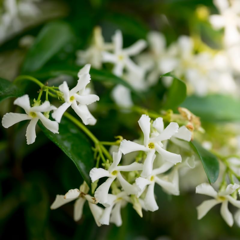 2 Star Arabian Jasmine Plants, Indoor Outdoor Flower, 4-9 Inches - Image 2
