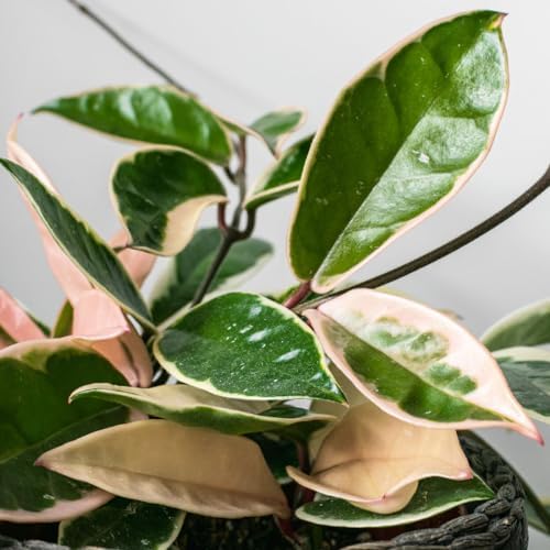 American Plant Exchange Hoya Krimson Queen, 8-Inch Hanging Basket, Flowering Indoor Houseplant, Live Wax Plant, Cascading Pink and White Foliage - Image 4