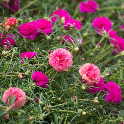 Mixed Moss Rose Portulaca Live Plant, Colorful Ground Cover, 4-6 Inch Tall - Image 3