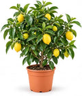 Eureka Lemon Tree Live Plant, Grafted Lemon Plant for Indoor Outdoor by NYCitySucculents