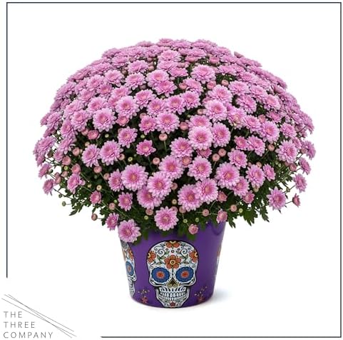 Chrysanthemum (Purple Skull Deco Pot), Pink Blooms, Live Fall Flowering Perennial, 15" Tall by 12" Wide in 3 Qt Pot - Image 4