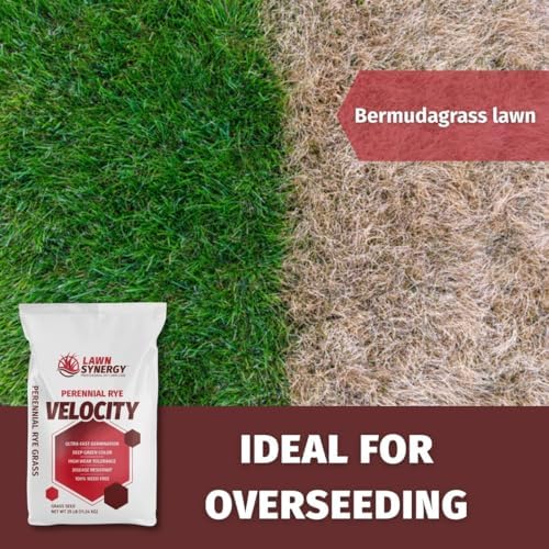 Velocity™ Perennial Rye Grass Seed (50LBS) — Fast-Germinating Cool-Season Turf for Overseeding Lawns, Sports Fields & Golf Courses — Dark Green Winter Color - Image 2
