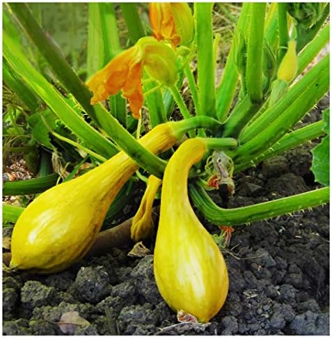 Yellow Crookneck Squash Seeds by MardeRossCompany