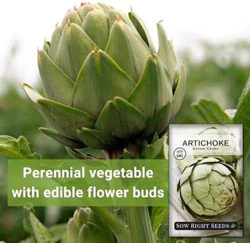 Sow Right Seeds - Green Globe Artichoke Seed for Planting Outdoor Perennial - Image 5