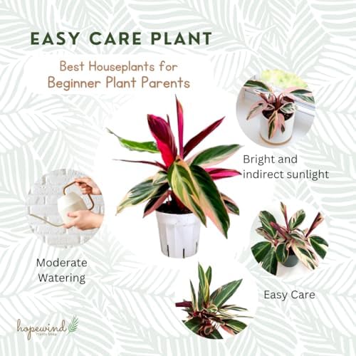 Live Plants, Stromanthe Triostar, Pet Friendly, Pet Safe, Air Purifying Plant, 14-16 inch Tall, houseplant, Live Indoor Plant, Easy to Care, Rare Plant, 4 inch Pot by Hopewind - Image 6