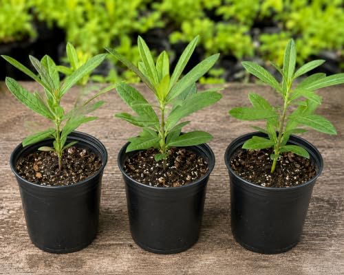 Orange Butterfly Milkweed Live Plant Asclepias Tuberosa Plants - Image 2