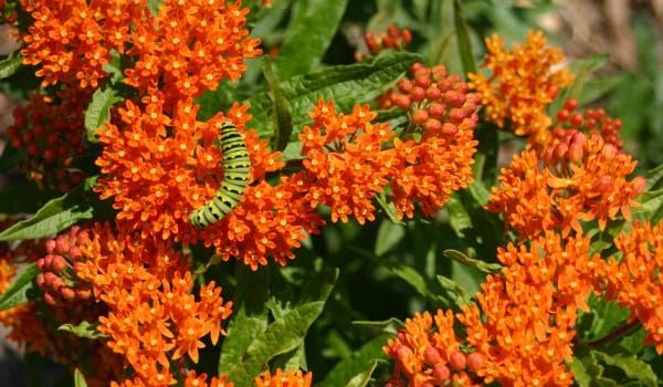 Butterfly Milkweed Live Plants, 4-8 Inches Tall, 4 Inch Pots, Set of 2 - Image 3