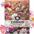 Crazy Cosmos Mix - Large 5g Envelope - 600 Flower Seeds for Planting - Cosmos bipinnatus by FamilySown
