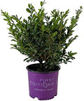 First Editions Linebacker Distylium, Live Evergreen Shrub, 3 Gallon by BloomingBeautiful