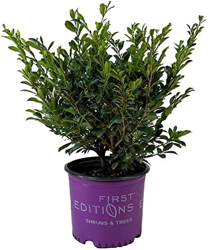 First Editions Linebacker Distylium, Live Evergreen Shrub, 3 Gallon by BloomingBeautiful