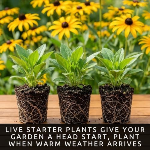 3 Black-Eyed Susan Live Plants, Rudbeckia Yellow Perennial Flower Starters - Image 5