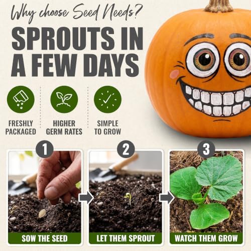 Seed Needs Wee Be Little Pumpkin Seeds to Plant Vegetables - 5 Packs - Image 5