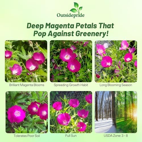 Outsidepride Mallow Poppy Seeds for Planting - 25 Pcs Perennial, Drought-Tolerant & Easy to Grow Wildflower Seeds with Vibrant Purple Blooms for Landscaping, & Pollinator Garden - Image 2