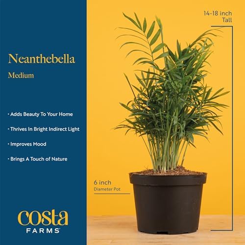 Costa Farms Parlor Palm, Live Indoor Plant, Tropical Decor, Air Purifying - Image 4