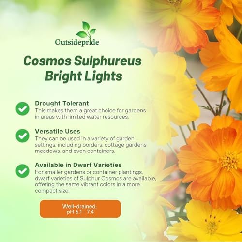 Outsidepride Bright Lights Cosmos Sulphureus Seeds - 1 Lb. Pcs Annual, Drought Tolerant & Pollinator Friendly, Flower Seeds for Planting w/Vibrant Mixed Blooms, Ideal for Landscaping & Xeriscaping - Image 3