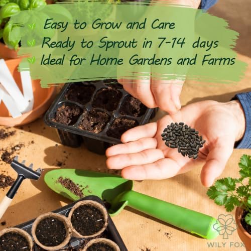 Dwarf Teddy Bear Sunflower Seeds for Planting, Heirloom Non-GMO, 150 Count - Image 4