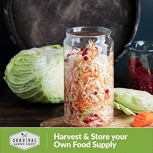 Early Round Dutch Cabbage Seeds - Survival Garden Seeds (1 Pack) - Image 5