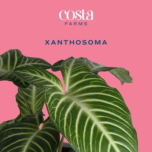 Costa Farms Xanthosoma, Live Indoor Plant, Easy Care, Home Decor - Image 2