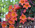 Tangerine Beauty Crossvine -Bignonia capreolata - Live Native Vine Plant - Red Orange Tubular Flower - Emerald Goddess Gardens - Starter Sz 4 Inch Pot by EmeraldGoddessGardens