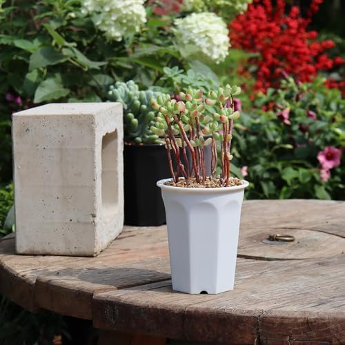 14 Pack 4.40 Inch White Plastic Deep Nursery and Seedling Pots, Round Planter Container for Transplanting, Cutting, Succulent - Image 5