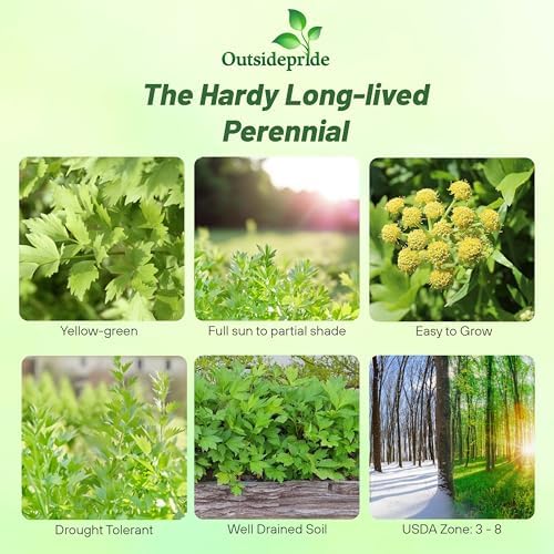 Outsidepride Lovage Vegetable Seeds - 1000 Pcs. Perennial, Easy to Grow & Drought-Tolerant, Herb Seeds for Planting Edible & Vibrant Yellow-Green Blooms, Great for Xeriscaping & Pollinator Gardens - Image 2