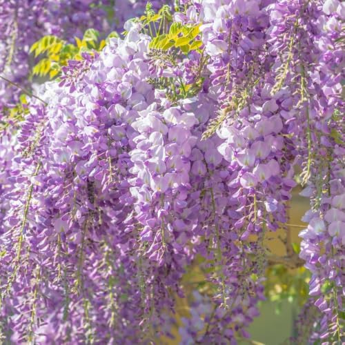 American Purple Wisteria Live Plant in 2.5 Inch Pot | 12-24 Inch Tall | Fast Growing Starter Plant | Easy-Care Climbing Vine for Landscapes, Fences & Outdoor Garden Décor by GINGERGLOW