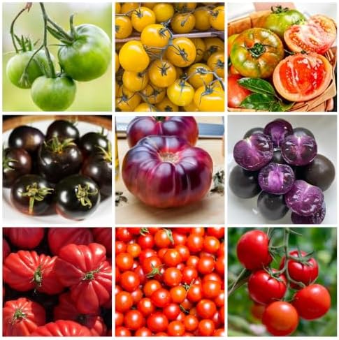 Tomato Seeds 10 Variety Pack for Planting, 2000+ Heirloom Organic Tomato Seeds Variety Pack, Non-GMO Seeds, High Yield Slicing & Cherry Tomatoes for Home Garden, Greenhouse, Open Pollinated by WivolibeSeeds