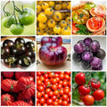 Tomato Seeds 10 Variety Pack for Planting, 2000+ Heirloom Organic Tomato Seeds Variety Pack, Non-GMO Seeds, High Yield Slicing & Cherry Tomatoes for Home Garden, Greenhouse, Open Pollinated by WivolibeSeeds