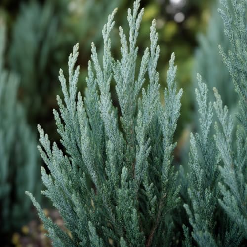 Blue Arrow Juniper | 10 Live Plants | Juniperus Scopulorum | Fast Growing Privacy Screen, Outdoor Evergreen Shrub, Narrow Columnar Shape, Low Maintenance Landscape, Drought Tolerant - Image 3