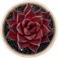 3 PCS Echeveria Agavoides 'Romeo' Live Succulent Plant 1.5-2", Bare Root Succulent, No Pot or Soil, Compact Rosette Indoor Plant for Decorative Planters, Succulent Displays, Rock Gardens & Home Decor by THEONEBLOOM