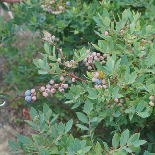 Proven Winners 2 Gal. Blueberry Splendid! Blue Shrub - Image 4