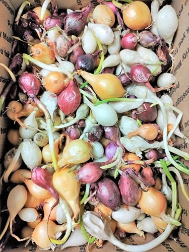 TomorrowSeeds - 3 Colors Mix Onion Sets (Bulbs) - 1/2 Pound (~50 Sets) - Fresh Crop, Stored Cold, for 2026 Planting Yellow, Red, White, Excellent Storage Noon Intermediate Intermediate Day - Image 2