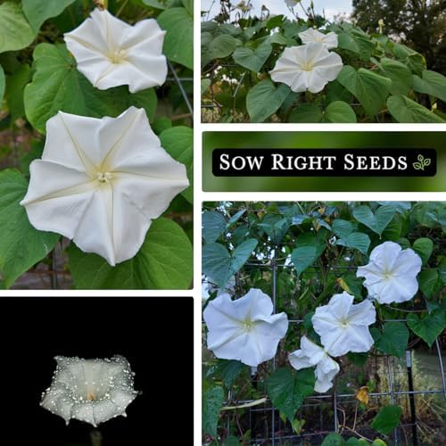Sow Right Seeds - Moon Flower Seed for Planting Moonflower Night Garden - Image 4